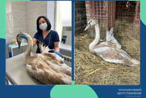 В Армавире лебедя с поврежденным крылом взялись лечить ветеринары