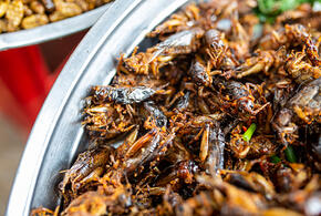 В Сочи россиянам предложили еду из насекомых