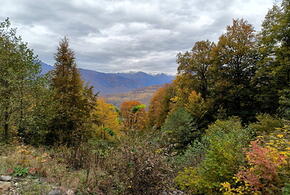 В Сочи спасатели второй раз подряд ищут в лесу одного и того же пенсионера