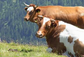 В Сочи туристка испугалась коров и убежала в лес, там она ночевала на заброшенной базе отдыха
