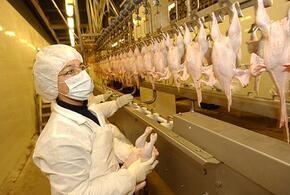 Ждите: в правительстве рассказали, когда снизят цены на курятину