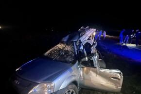 Из-за коровы, вышедшей на дорогу, произошло смертельное ДТП на Кубани