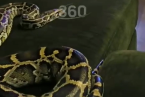 Змею отмыли, чтобы та не издавала неприятный запах