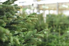 На Кубань уже везут первые партии рождественских ёлок и сосен из Удмуртии