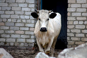 На Кубани разъяренный бык напал на женщину