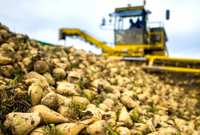 На Кубани сахарную свеклу нового урожая проверяли на наличие токсических элементов, пестицидов и радионуклидов