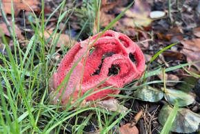 Очень редкий ядовитый гриб с запахом гниющей плоти вырос в парке Сочи 