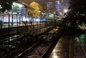 Упавшие деревья и парализованное движение: ночной ураган основательно потрепал Сочи