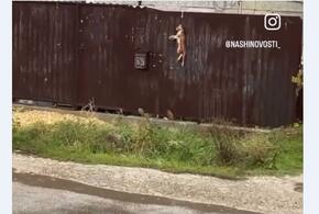 Живодера, вешавшего котов в Крымске, нашли и отправили в психбольницу