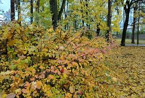 Зима близко: на Кубани ожидаются дожди и сильный ветер, в горах мокрый снег