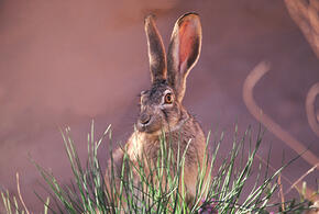 Агронома, который отравил зайцев, осудили в Ростовской области