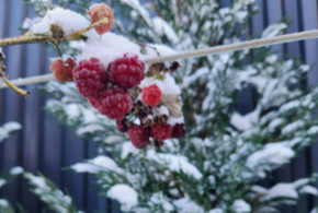 Малина в середине декабря