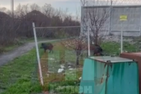 Животные любят заходить к местным в "гости"