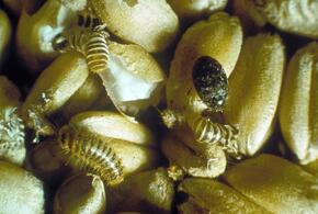 Россельхознадзор ведет охоту на капрового жука в Краснодарском крае