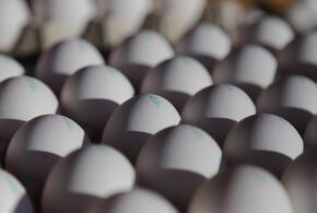 Кубанцы могут начать есть яйца из Ирана 