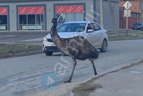 Птица застряла в заборе