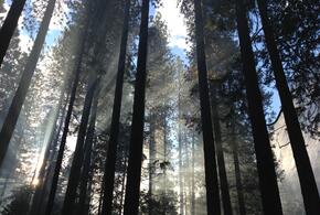 В Гулькевичах мужчина задушил возлюбленную и спрятал тело в лесу