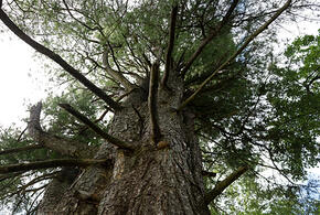 В Краснодаре бесплатно раздают саженцы кедра