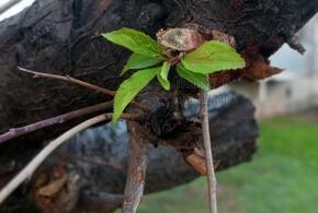 В Краснодаре пустила листья алыча