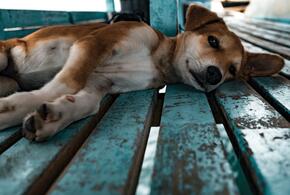 В Новороссийске бродячих собак не дают отлавливать жители