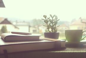 В портах Кубани обнаружены мандарины с мухами, а «Солнечную систему» в парке Галицкого атаковали вандалы: ТОП 10 за неделю