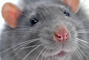 В Туапсе после укуса крысы девочку забрала скорая помощь