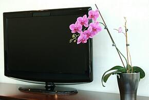 Ведущие телеканалы решили обойтись без Киркорова и Лолиты в новогоднюю ночь