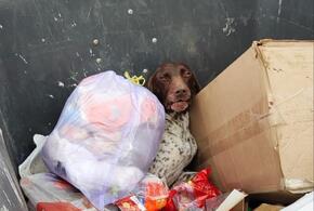 На Кубани в мусорном контейнере нашли зверски изувеченную породистую собаку