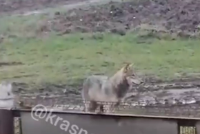 На нападение волков жалуются жители посёлка Песчаный на Кубани