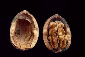 О пользе грецких орехов рассказали учёные