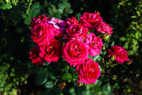 Розы на улице Роз: в Сочи собираются вернуть былую красоту территории в центре города