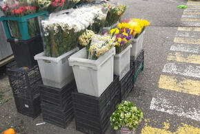 Сиюминутная красота: в Сочи раньше обычного на улицах развернулась торговля краснокнижными первоцветами