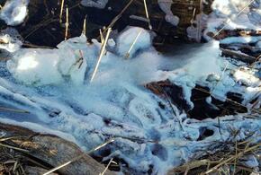 Странная пена появилась в новороссийском водоёме рядом с лебедями и утками