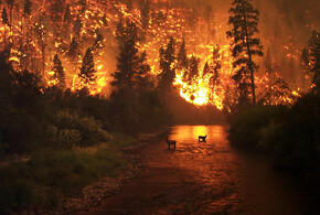 В Геленджике мужчина заплатит 12 миллионов за то, что сжег лес