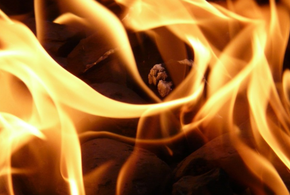 Детей перевели на дистанционное обучение