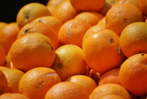 В 20 партиях апельсинов находилась средиземноморская плодовая муха