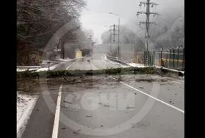 В Сочи ствол дерева рухнул на трассу, перекрыв проезд на Красную Поляну