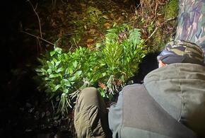 Браконьеры-сборщики первоцветов с начала этого года нанесли ущерб нацпарку в Сочи более чем на 45 млн рублей