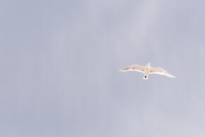 Чего вы не знали о 23 февраля: история праздника и интересные факты о дате