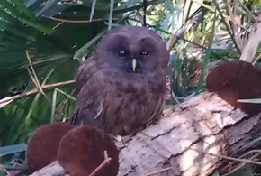 Хорошей охоты: орнитолог из Сочи две недели выхаживал истощенную дикую сову