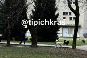 Кусают даже чипированные: от бездомных хищников в Краснодаре страдают дети, пенсионеры и велосипедисты