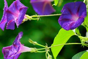 Любимый кубанскими садоводами цветок признали наркотиком 