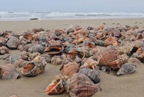 Морским деликатесом завален пляж в Анапе