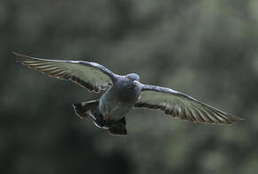 На Кубани в лесополосе Динского района обнаружено более 2 тысяч мертвых голубей