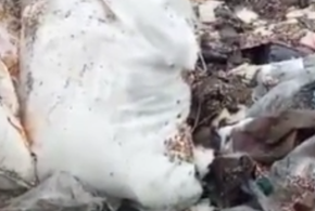 На помойке нашли гумпомощь для СВО, отправленную с Кубани 