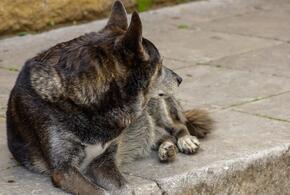 Неужели свершится: на улицах Краснодара станет меньше бродячих собак