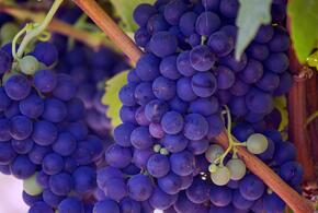 Новый винзавод и большой кемпинг построят под Новороссийском