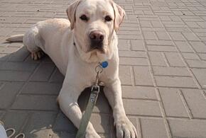 Слабовидящая девушка из Краснодара лишилась собаки-поводыря 