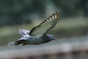 Стали известны результаты лабораторных проб на месте массовой гибели голубей на Кубани