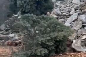 Строители уничтожают можжевельники в Новороссийске